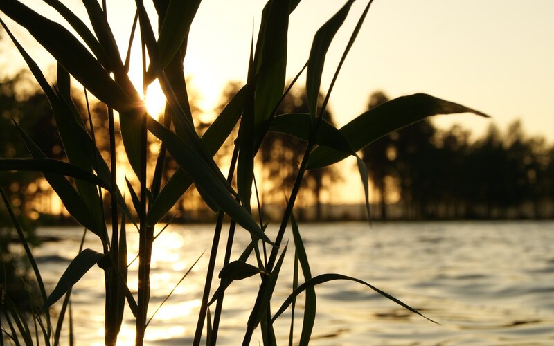 Sunset through reeds