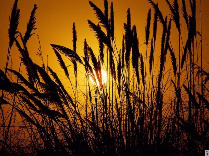 Sunset through reeds