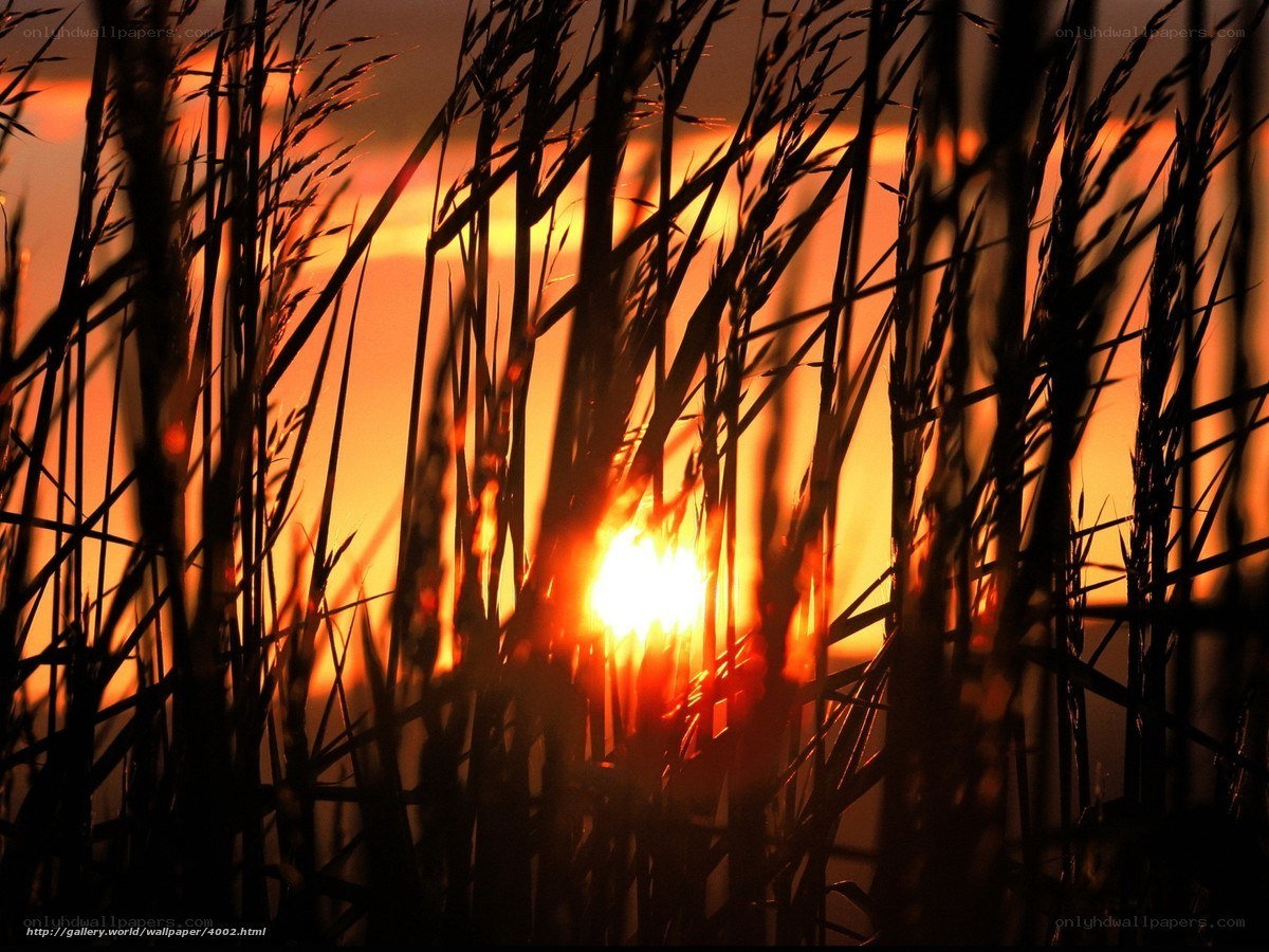 Sunset through reeds