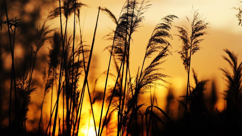 Sunset through reeds