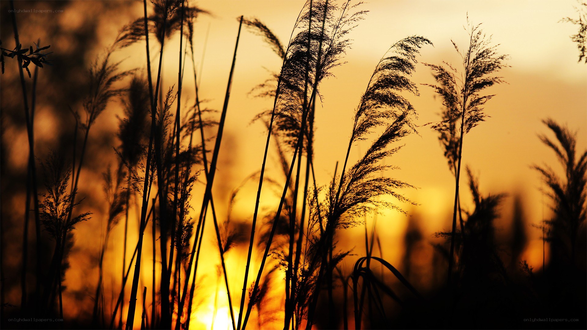 Sunset through reeds