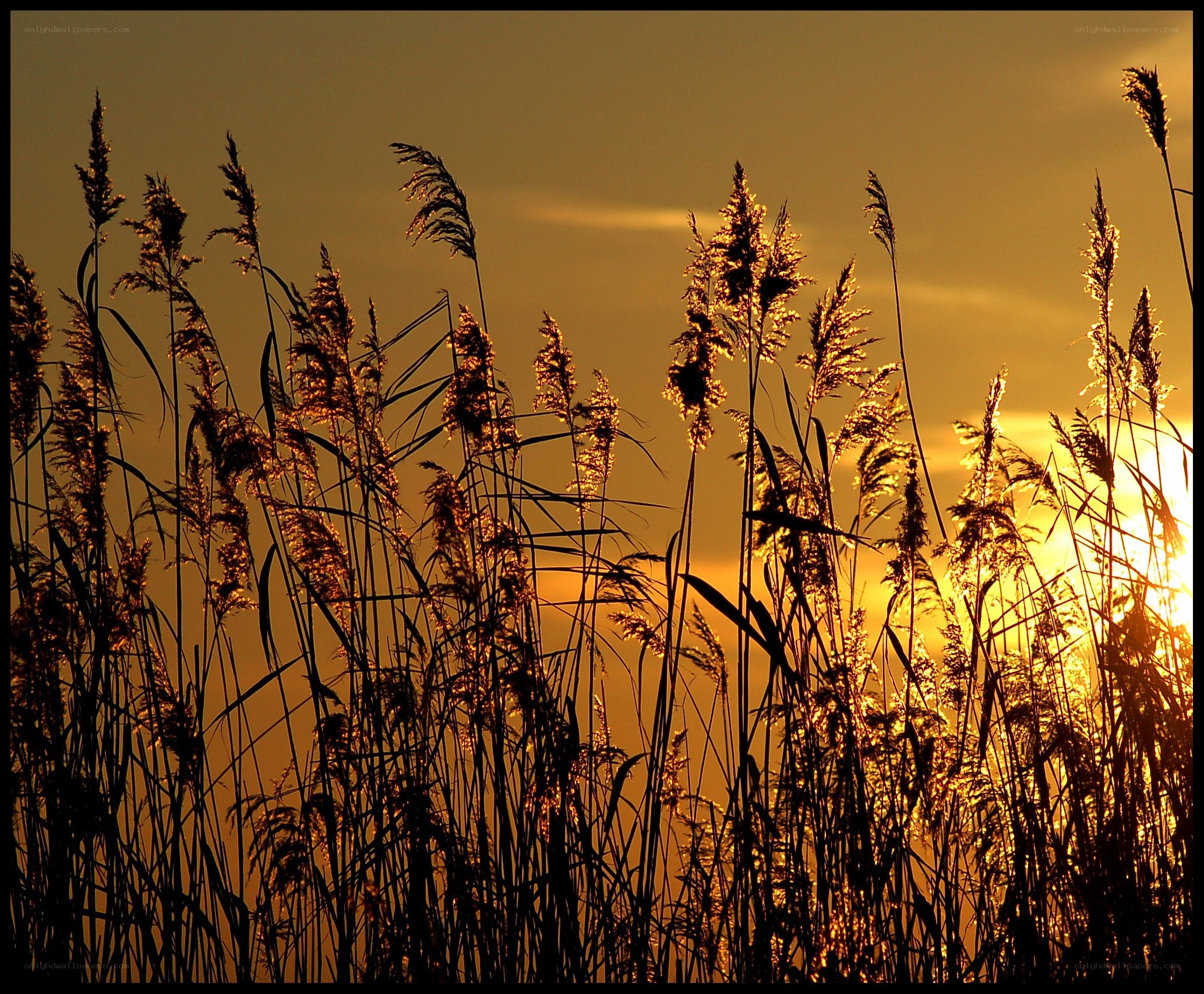 Sunset through reeds