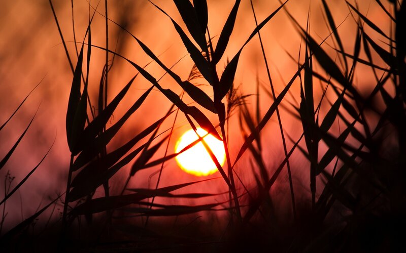 Sunset through reeds