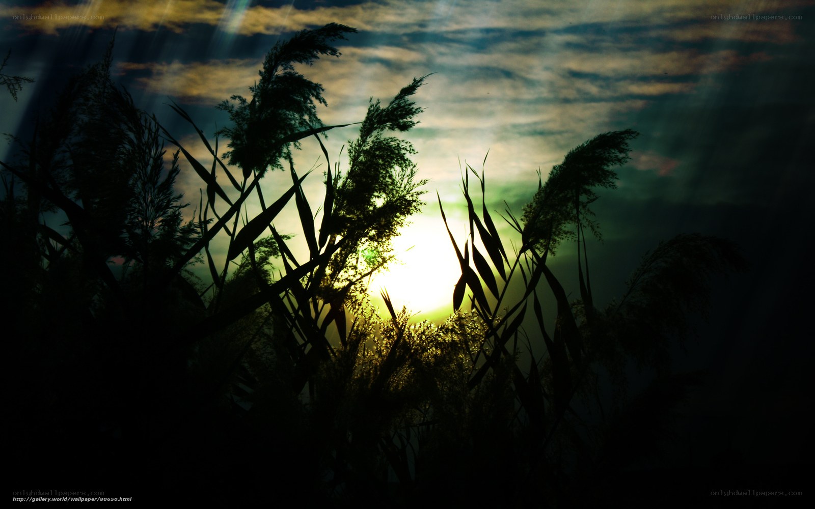 Sunset through reeds