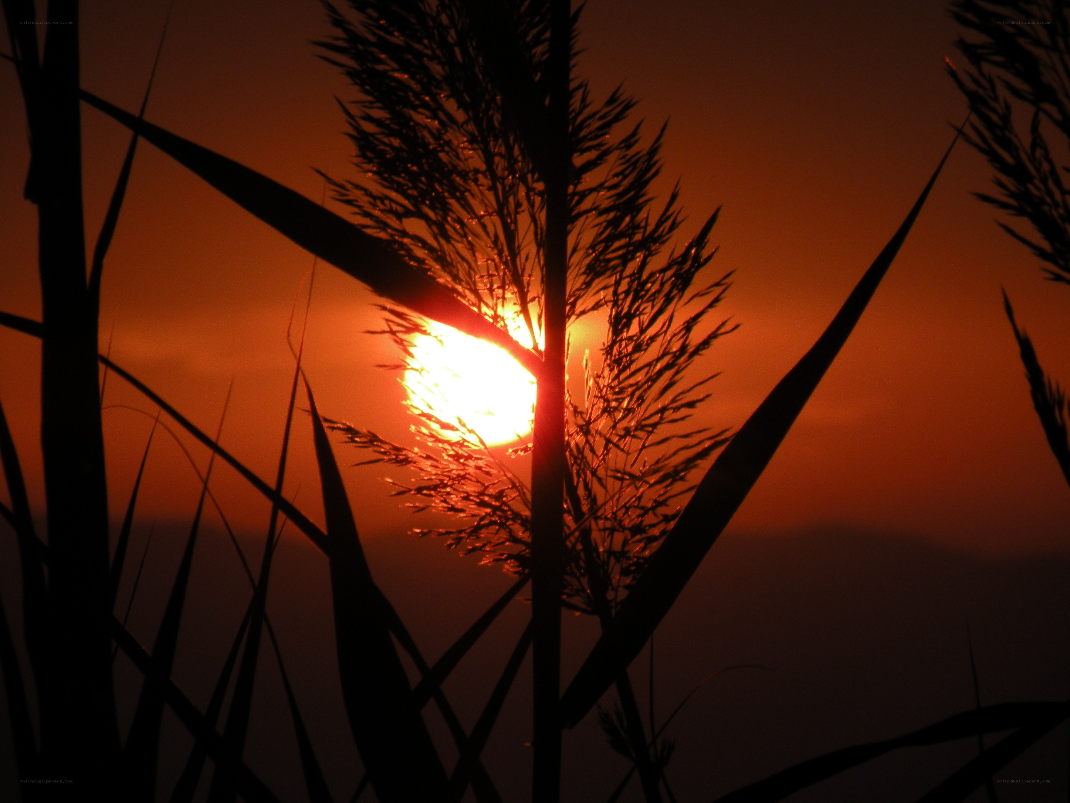Sunset through reeds