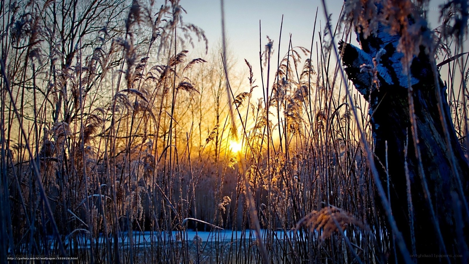 Sunset through reeds
