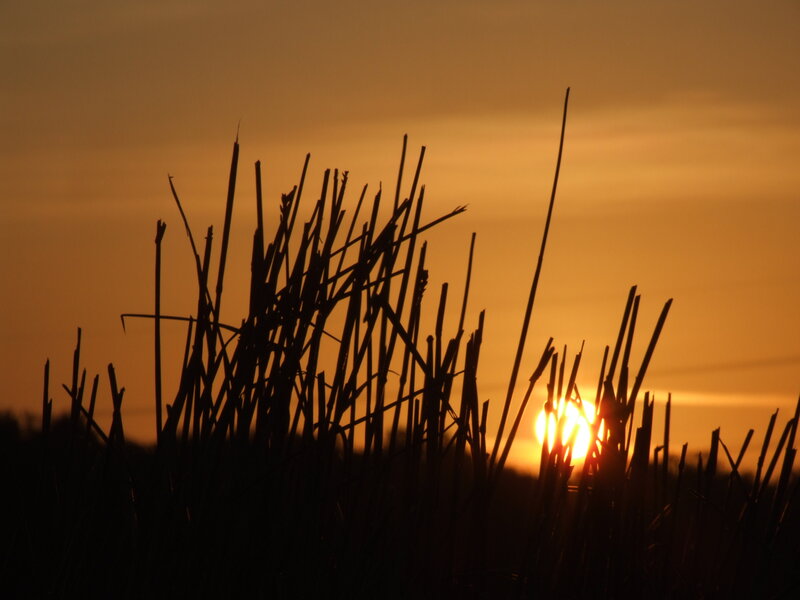 Sunset through reeds