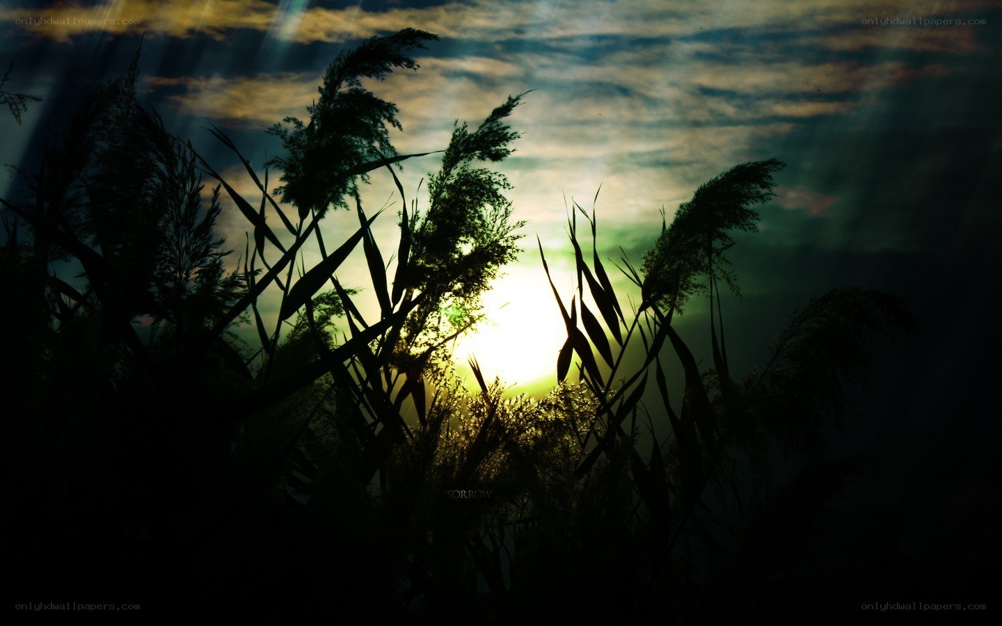 Sunset through reeds