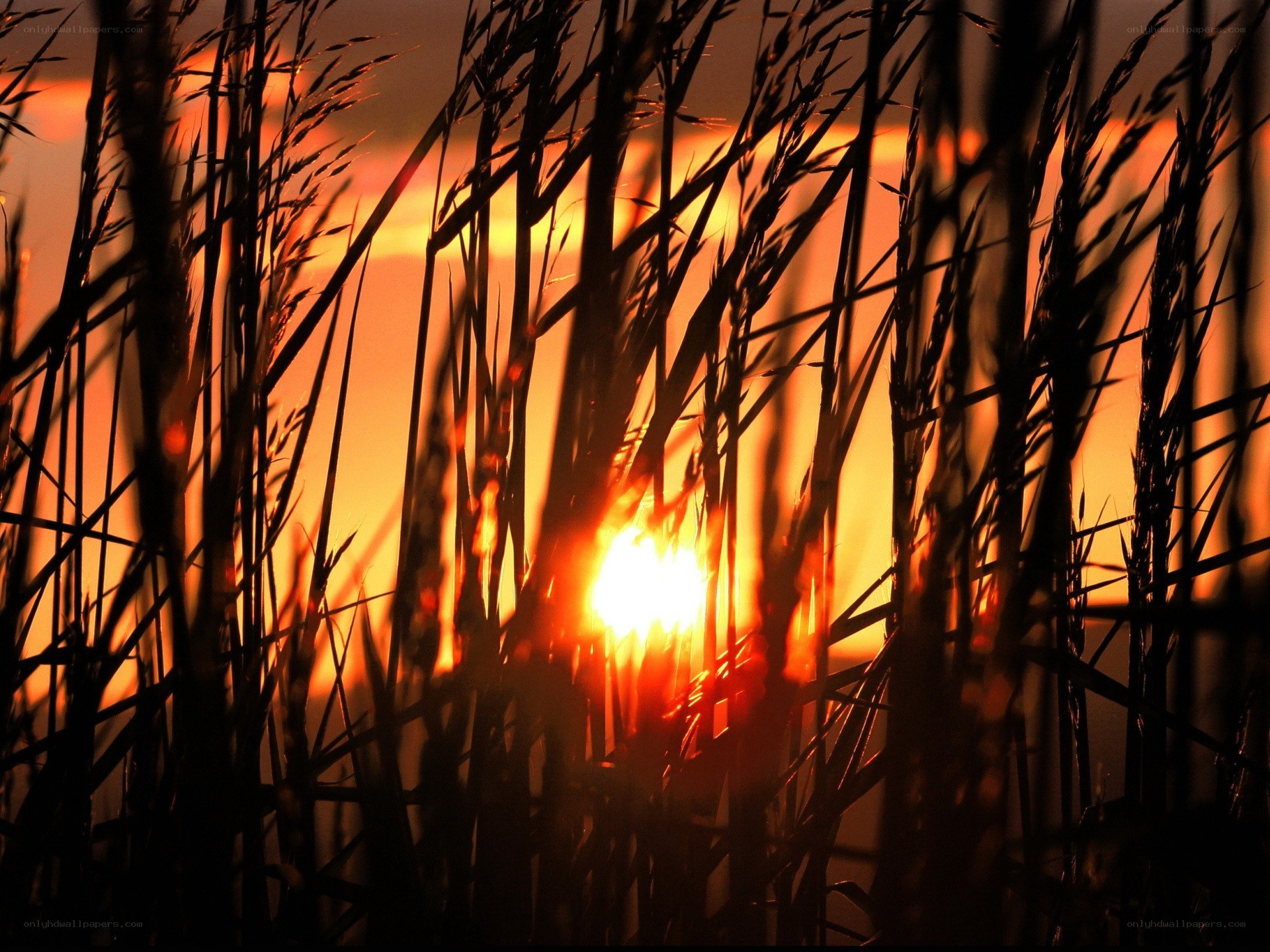 Sunset through reeds