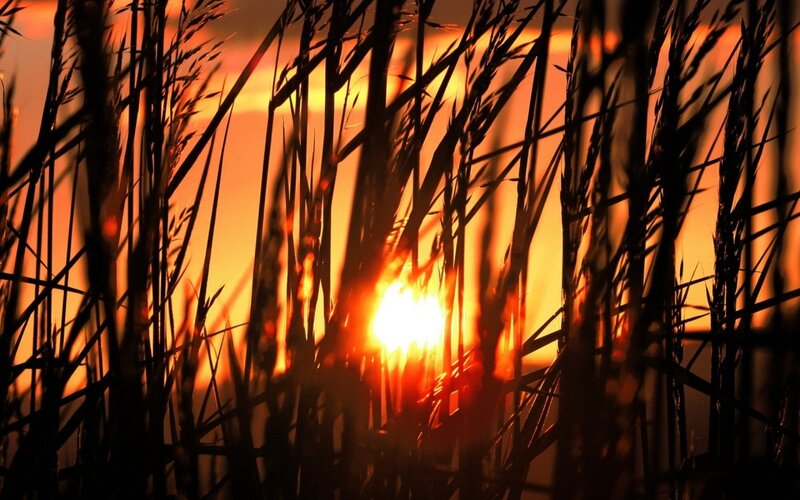 Sunset Through Reeds — Orange, Dramatic