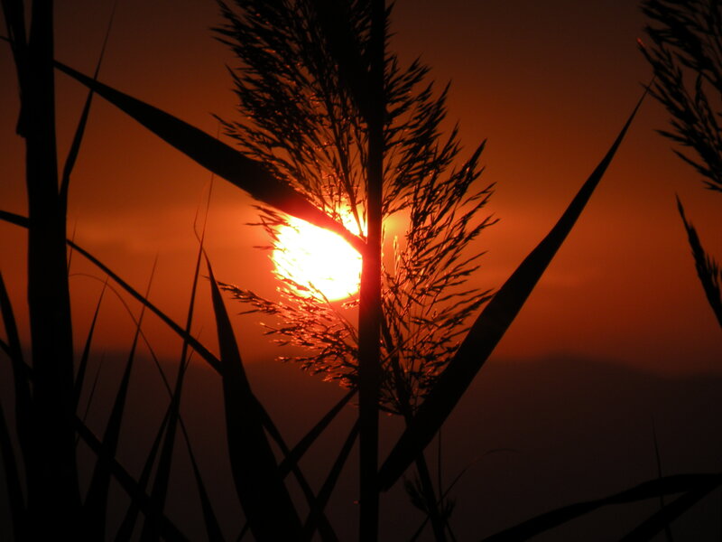 Sunset Through Reeds — Orange, Serene, Photograph