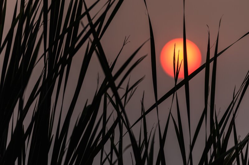 Sunset Through Reeds — Red