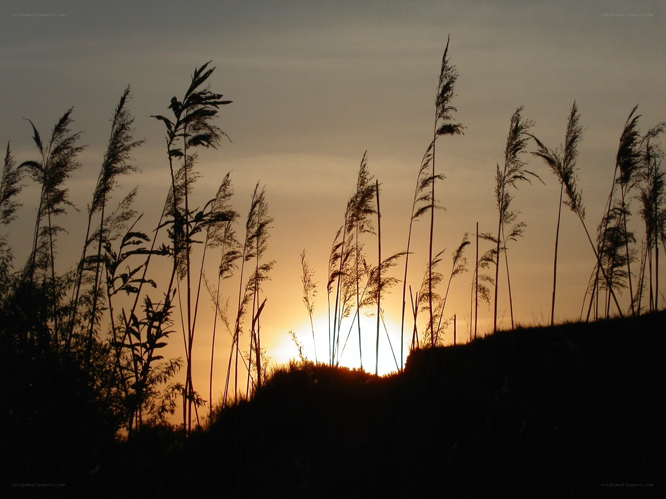 Sunset through reeds silhouette