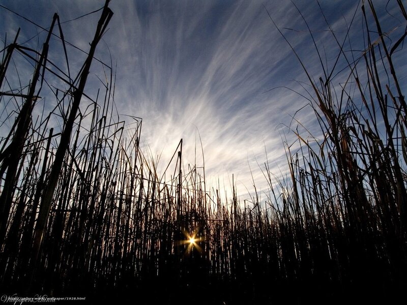 Sunset through reeds