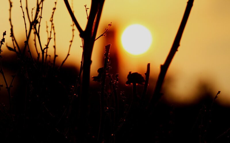 Sunset through silhouetted branches