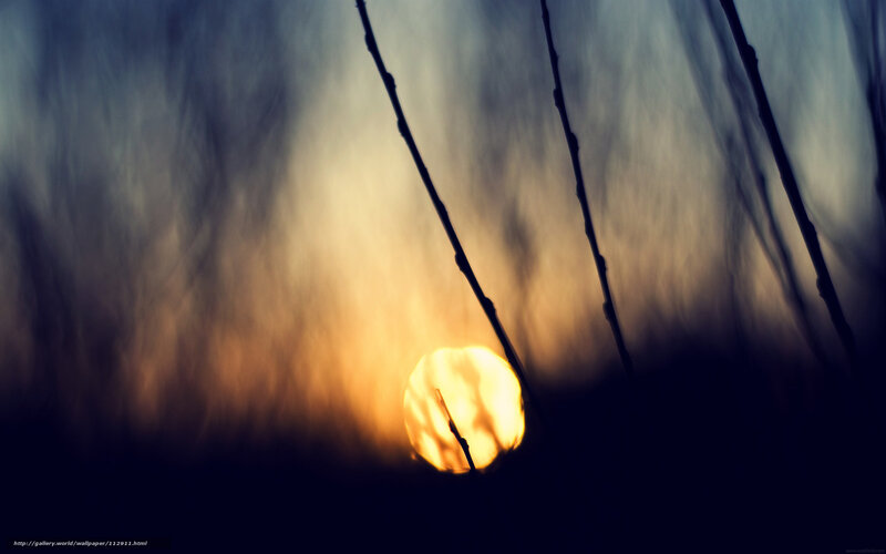 Sunset through silhouetted branches