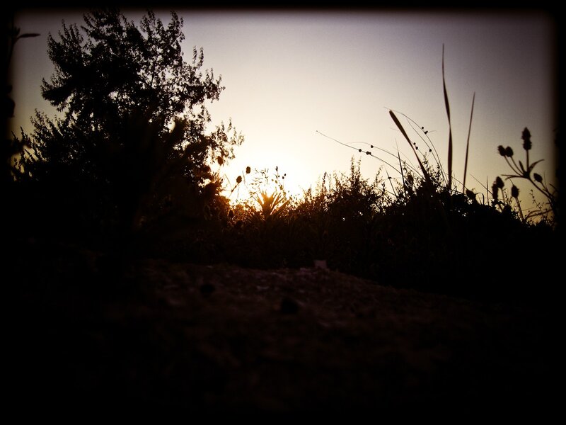 Sunset through silhouetted foliage