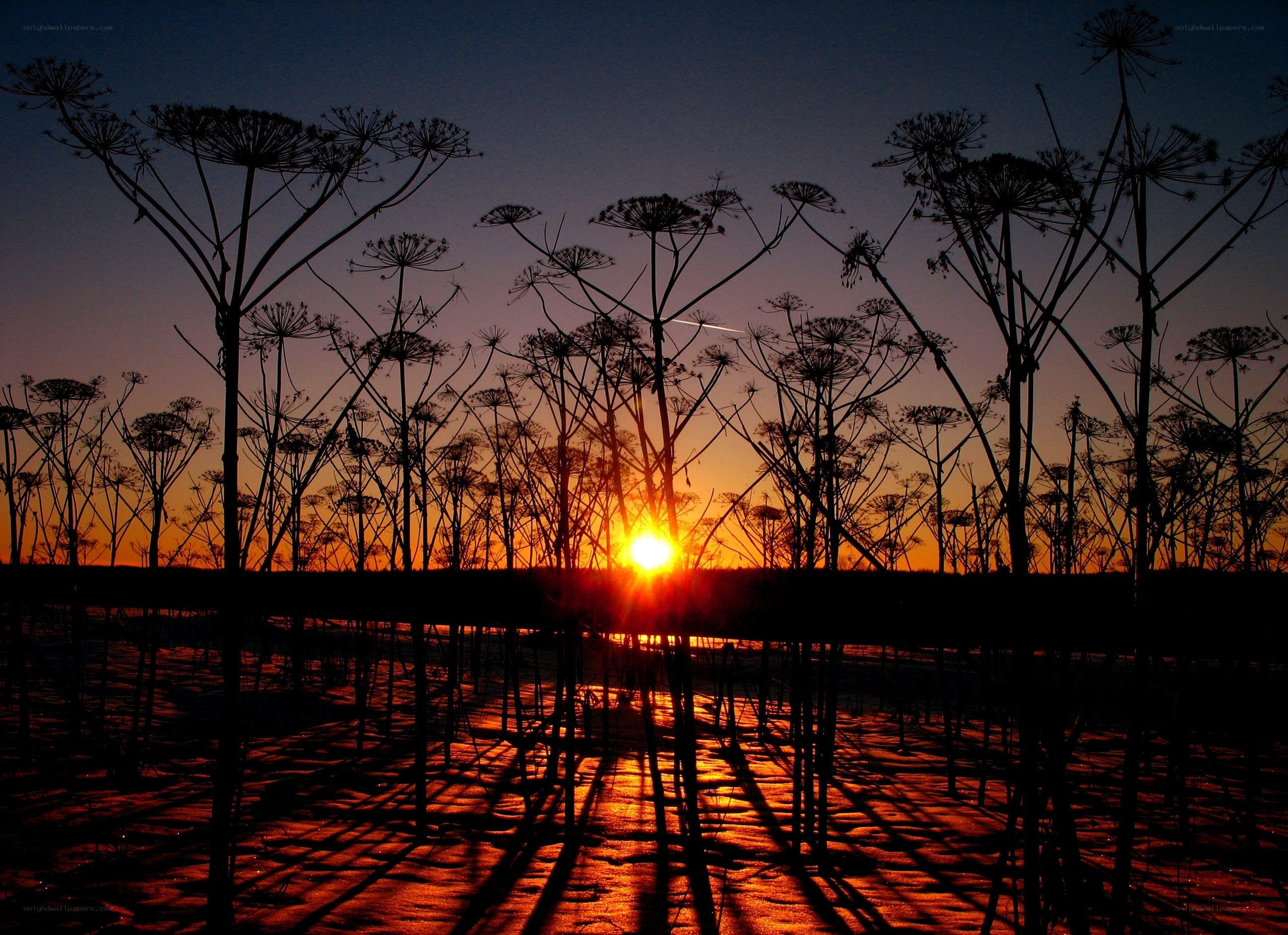 Sunset through silhouetted plants