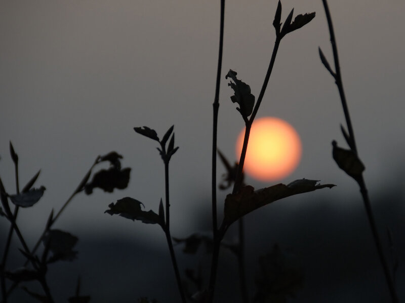 Sunset through silhouetted plants