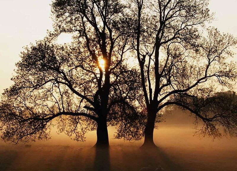 Sunset through silhouetted trees