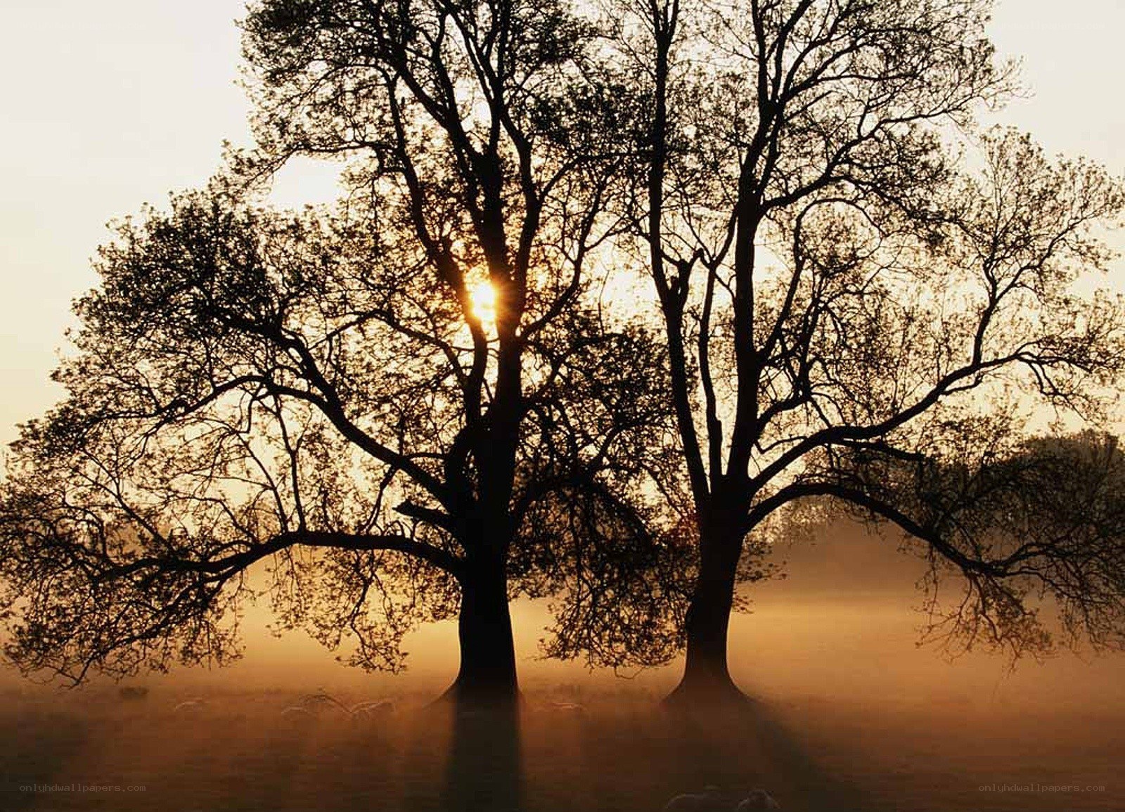 Sunset through silhouetted trees