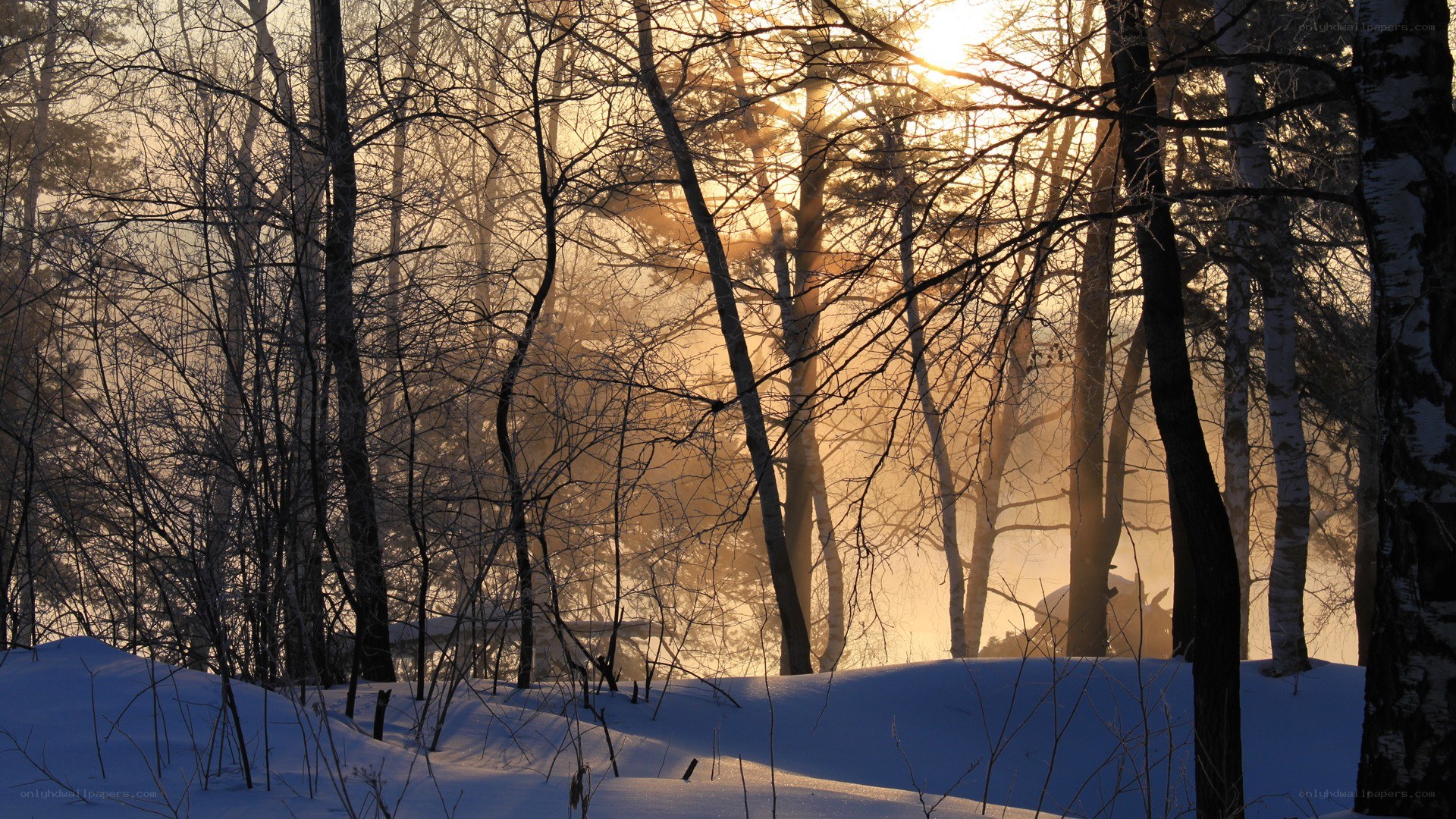 Sunset through snowy forest