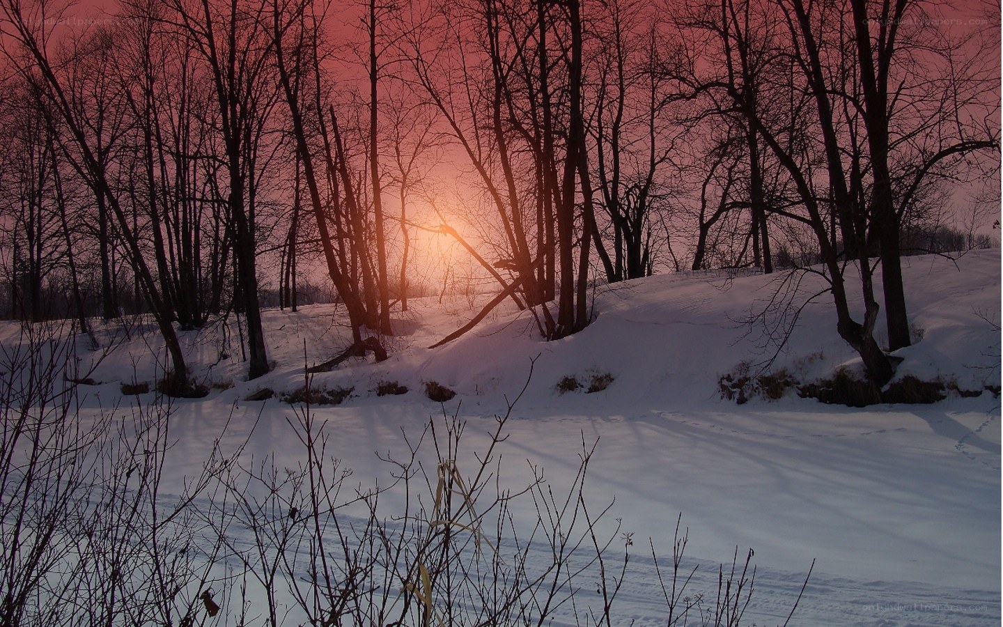 Sunset through snowy trees