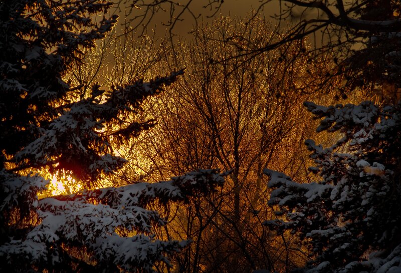 Sunset through snowy trees