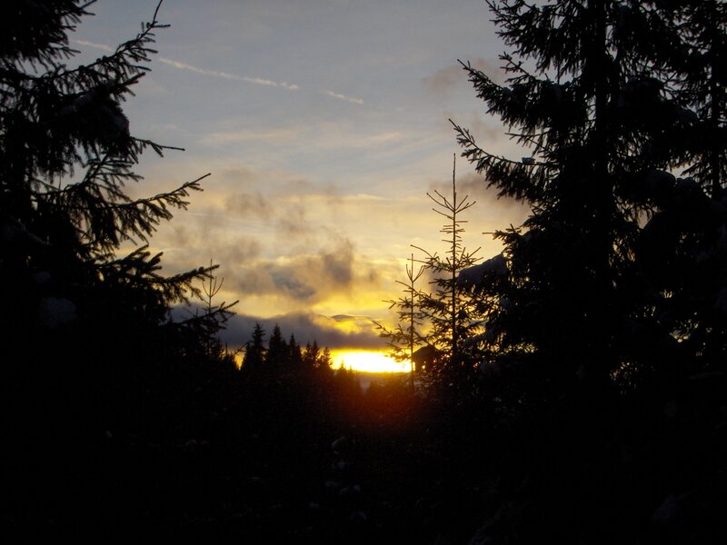 Sunset through snowy trees