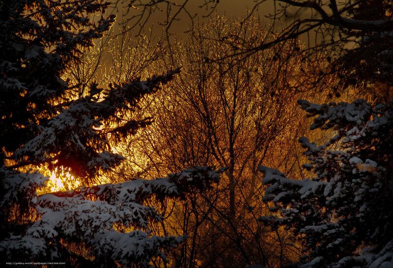 Sunset through snowy trees