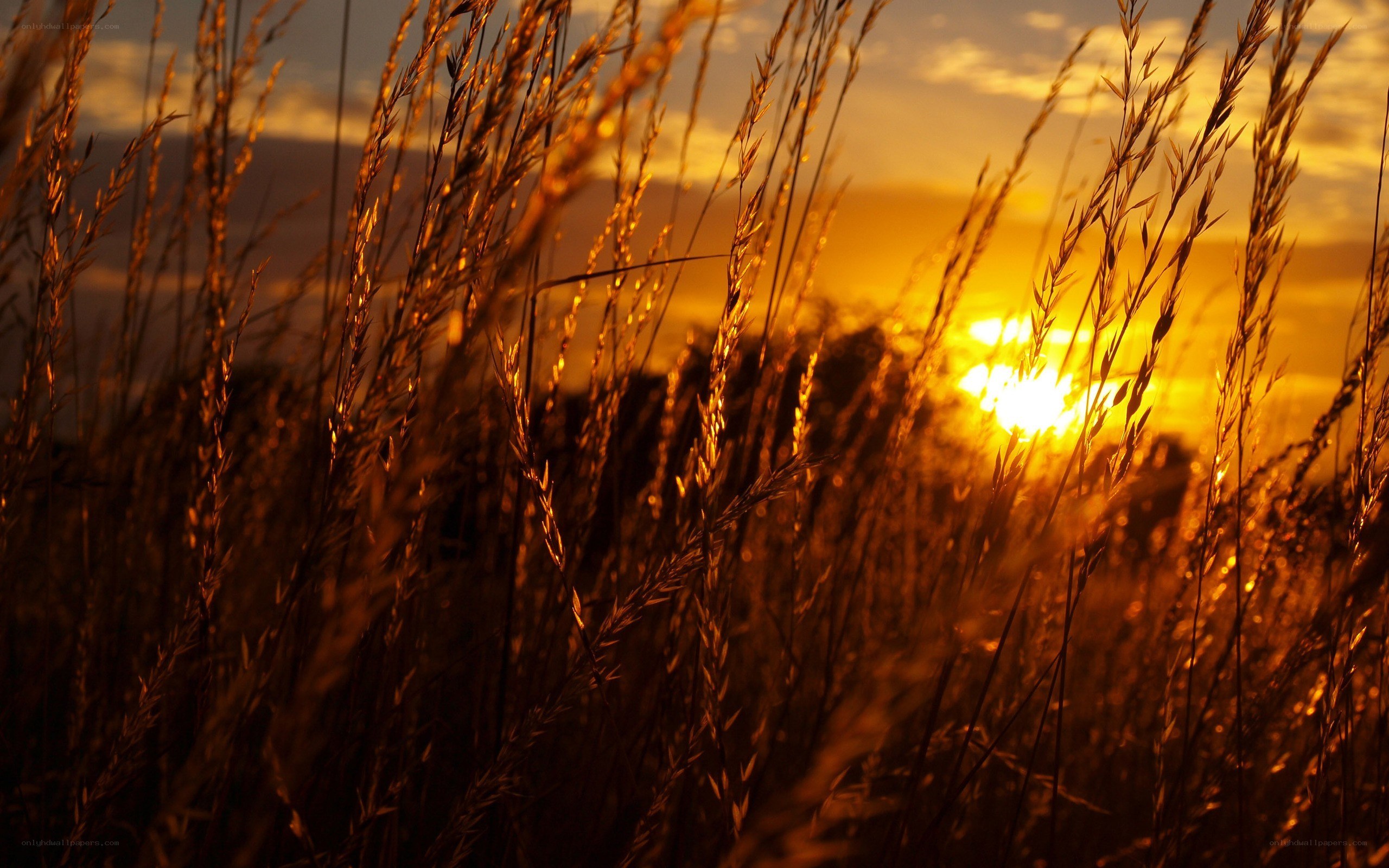 Sunset through tall grass