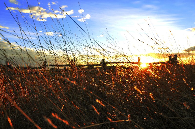 Sunset through tall grass