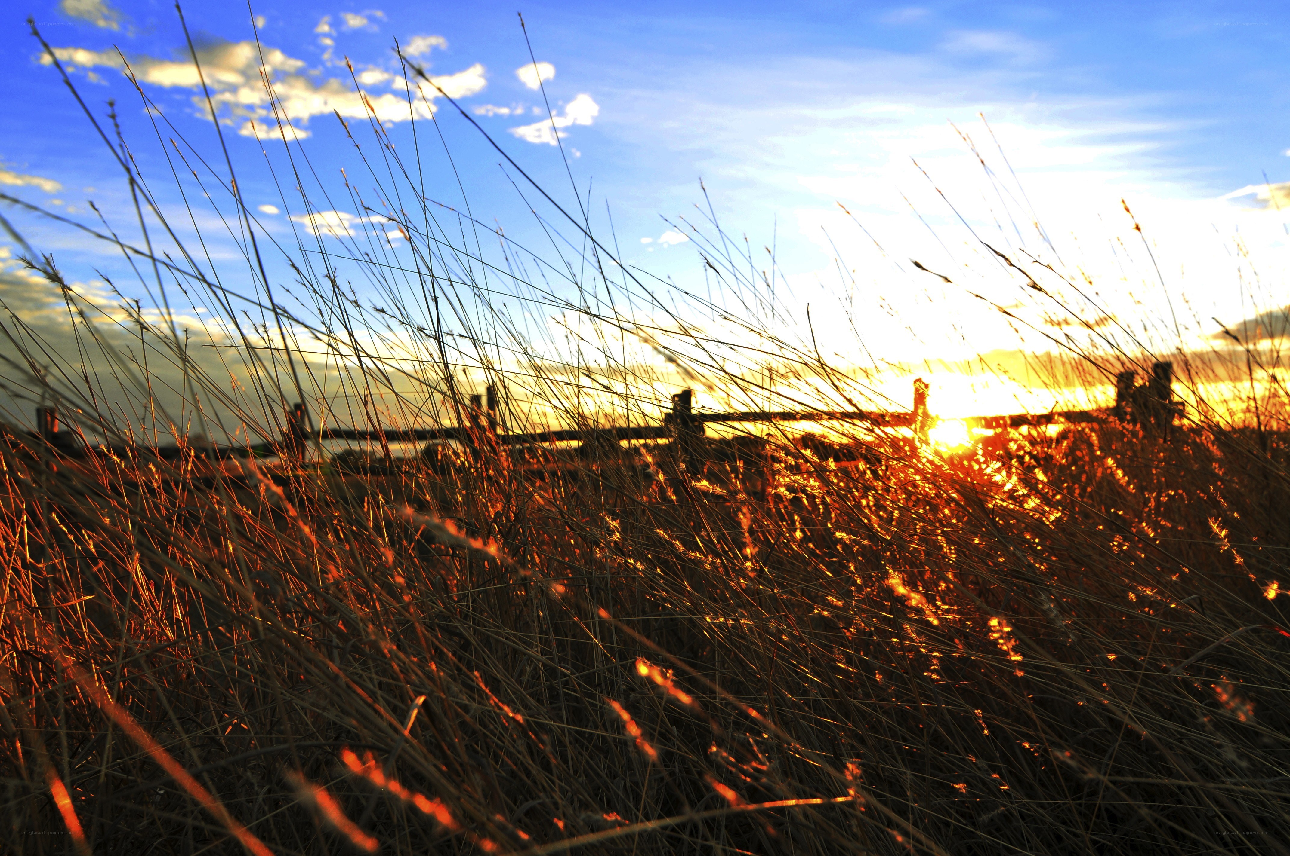 Sunset through tall grass