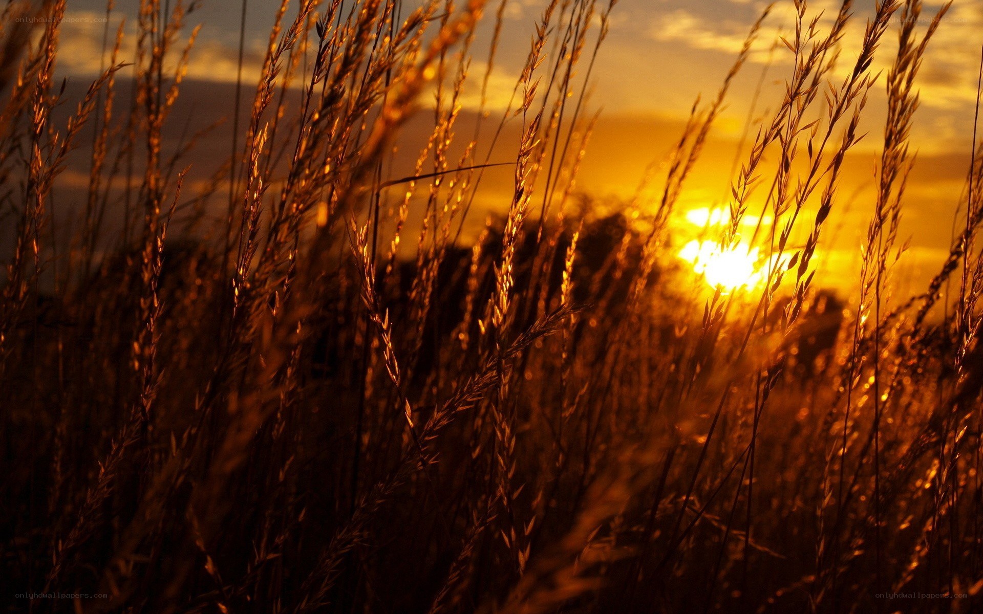 Sunset through tall grass