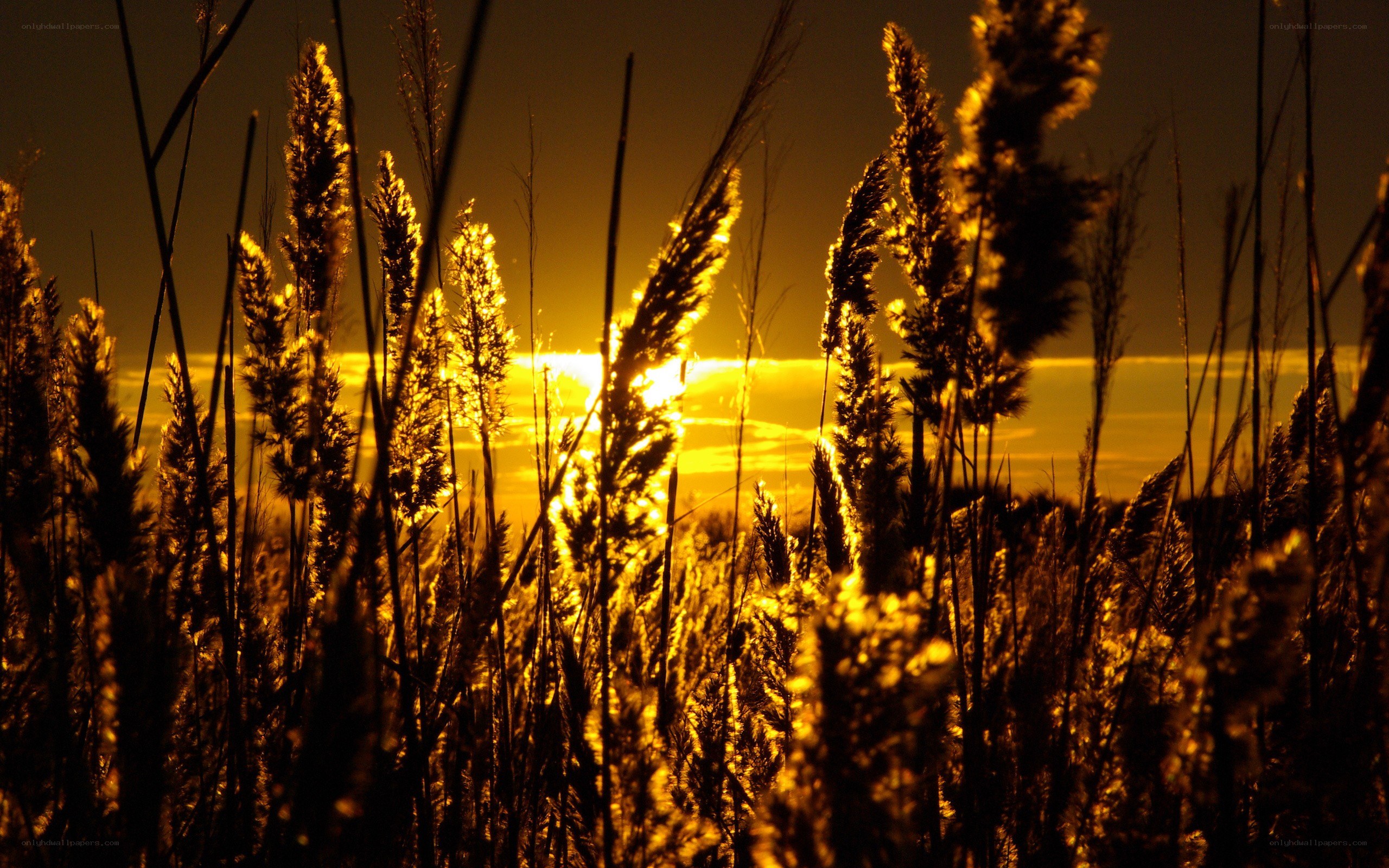 Sunset through tall grass