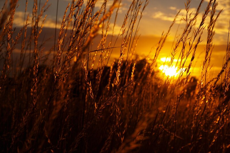 Sunset through tall grass