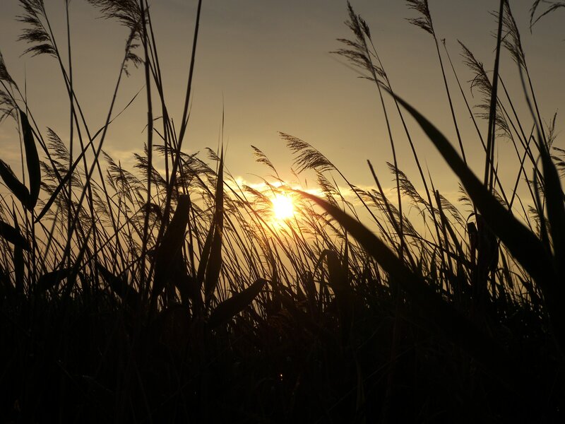 Sunset through tall grass