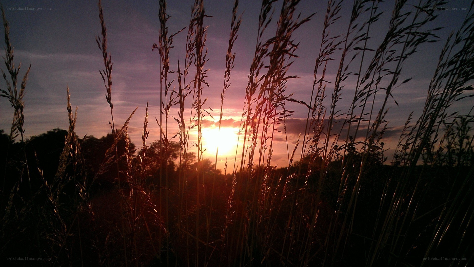 Sunset through tall grass