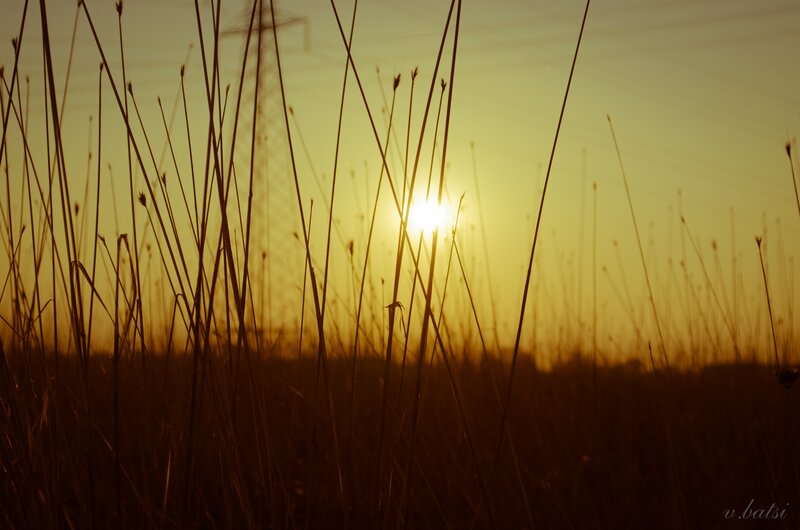 Sunset through tall grass