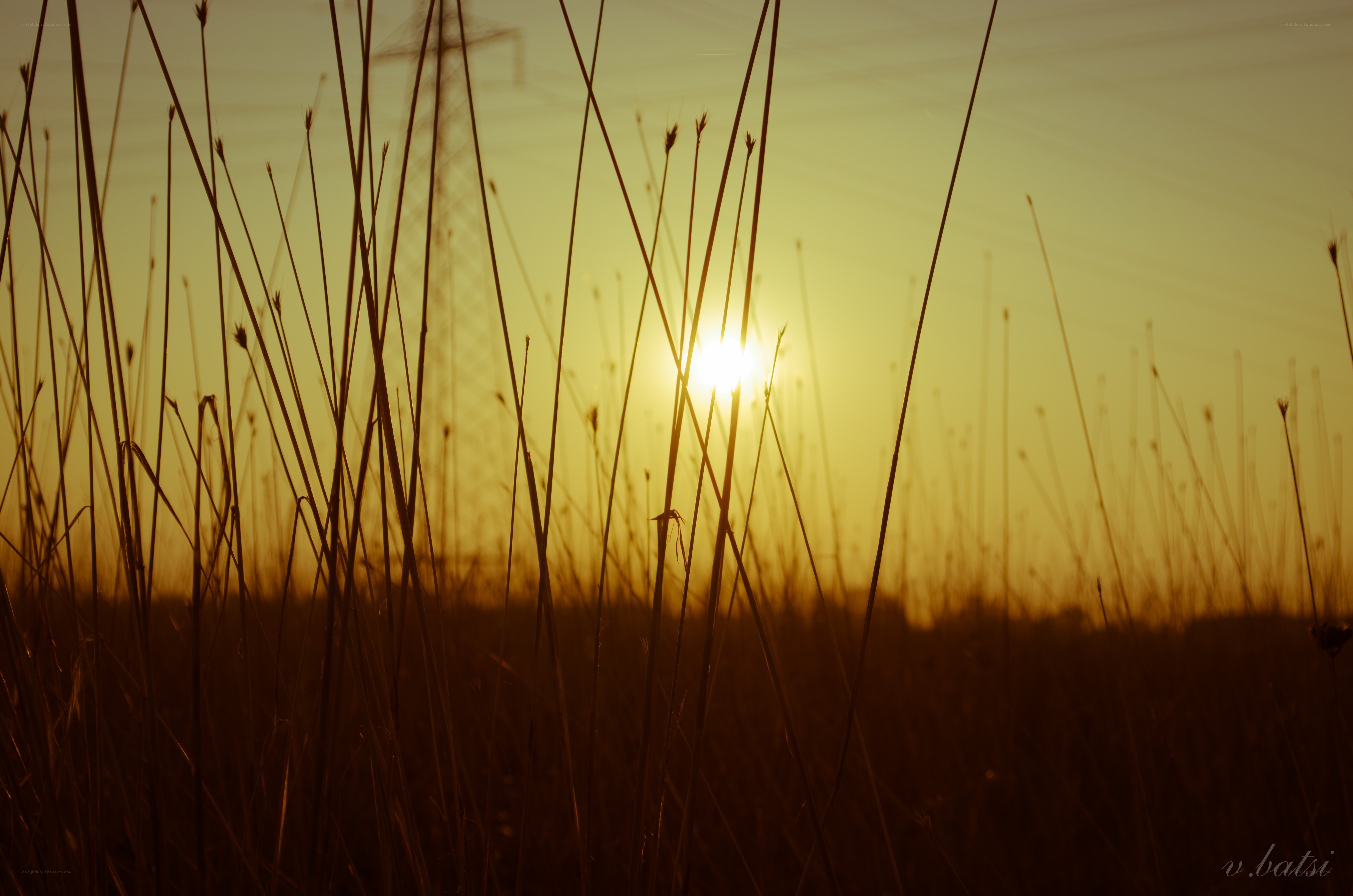 Sunset through tall grass