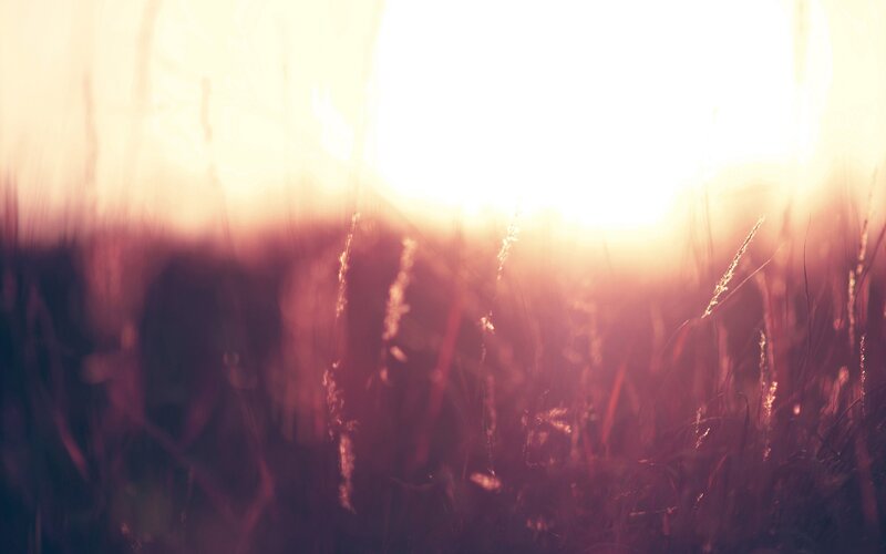 Sunset through tall grass