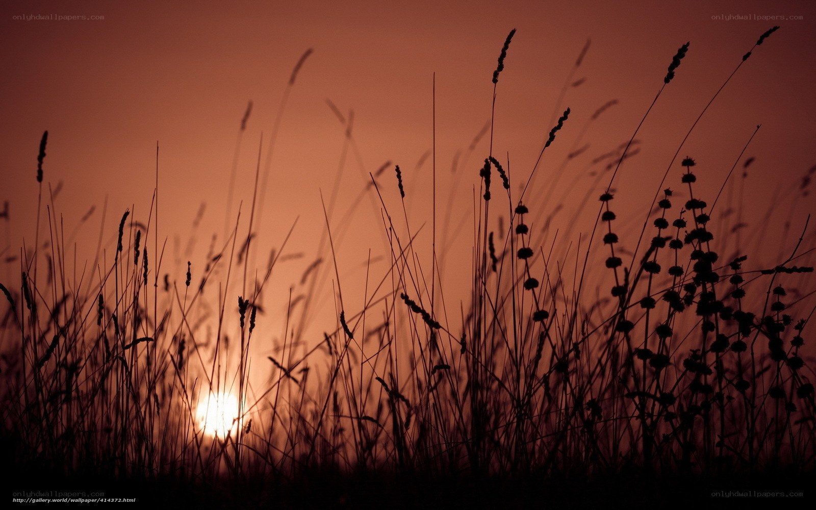 Sunset through tall grass