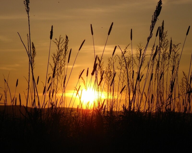 Sunset through tall grass