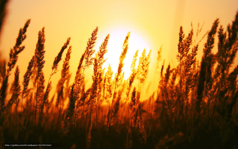 Sunset through tall grass