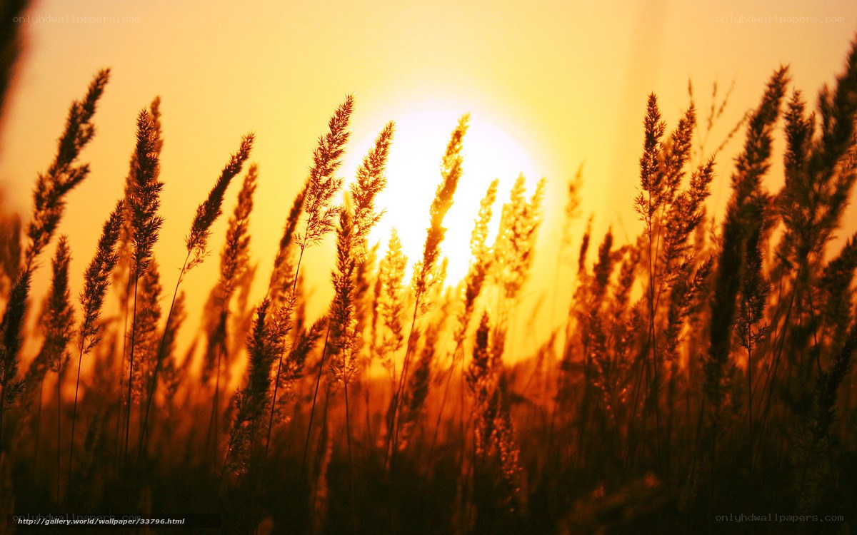 Sunset through tall grass