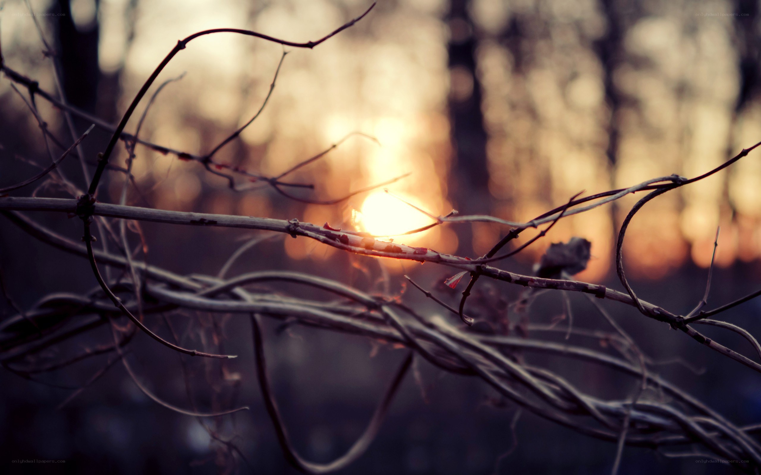 Sunset through tangled branches