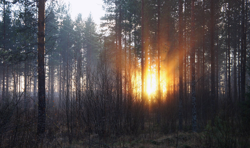 Sunset through the forest