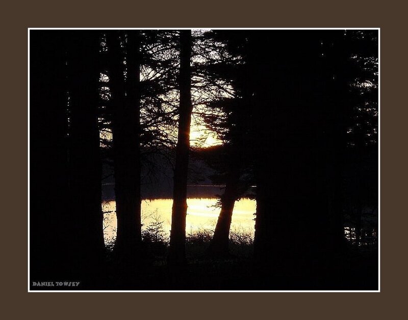 Sunset through the trees
