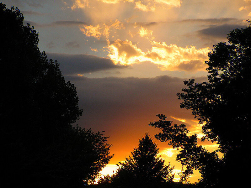 sunset through the trees