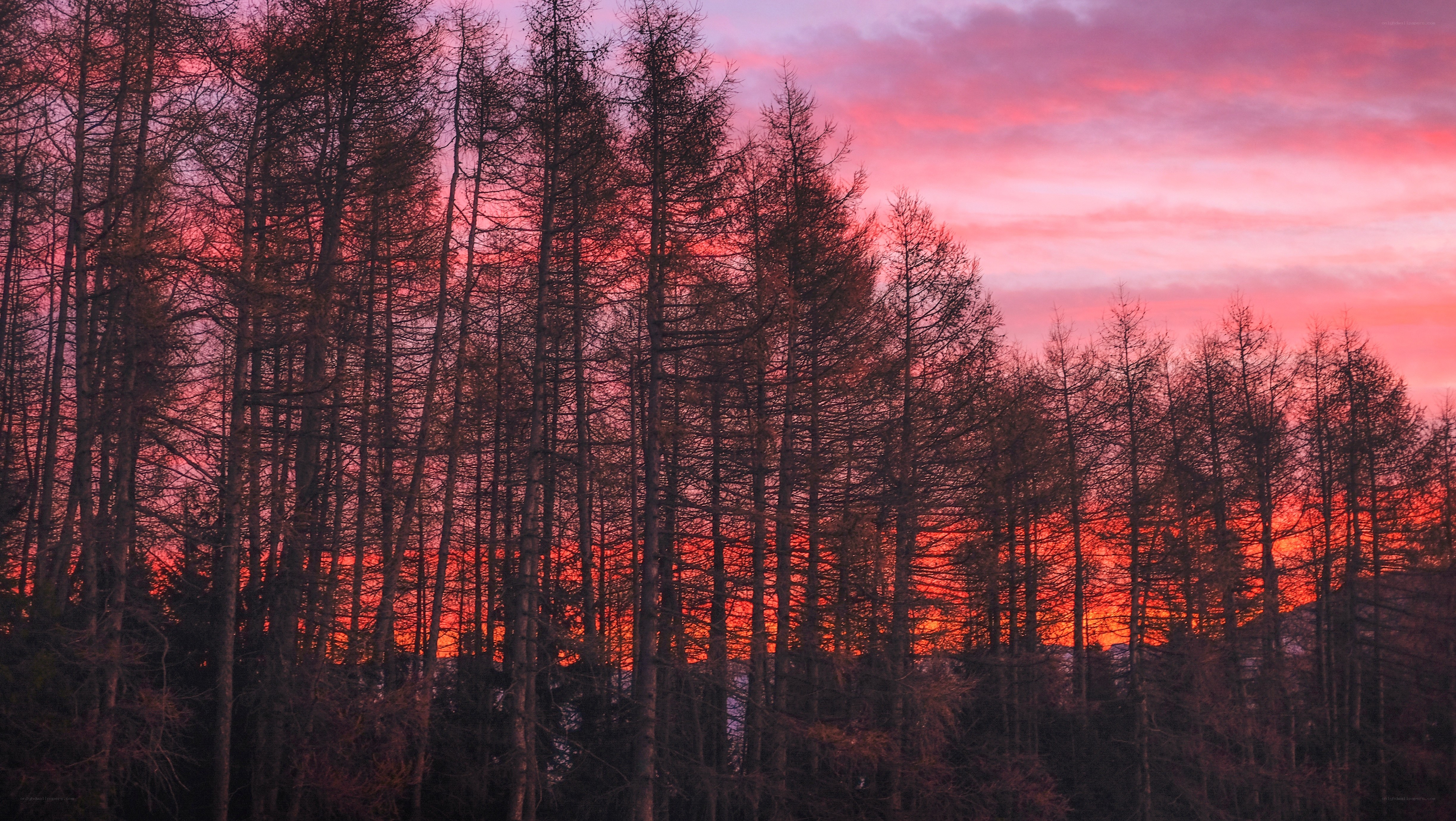 sunset through the trees